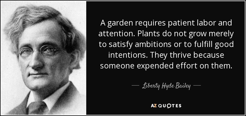 A garden requires patient labor and attention. Plants do not grow merely to satisfy ambitions or to fulfill good intentions. They thrive because someone expended effort on them. - Liberty Hyde Bailey