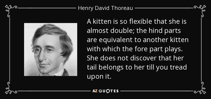 A kitten is so flexible that she is almost double; the hind parts are equivalent to another kitten with which the fore part plays. She does not discover that her tail belongs to her till you tread upon it. - Henry David Thoreau