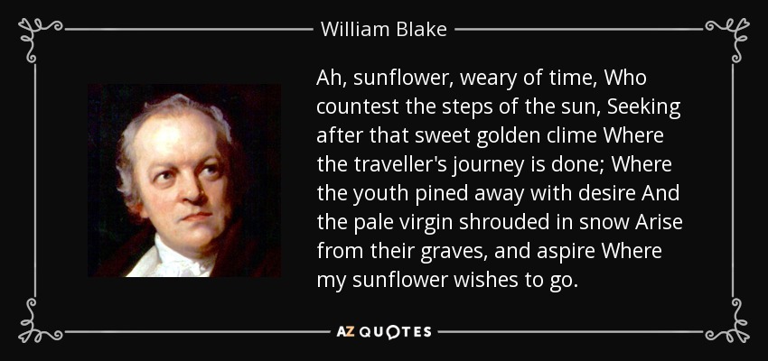 Ah, sunflower, weary of time, Who countest the steps of the sun, Seeking after that sweet golden clime Where the traveller's journey is done; Where the youth pined away with desire And the pale virgin shrouded in snow Arise from their graves, and aspire Where my sunflower wishes to go. - William Blake