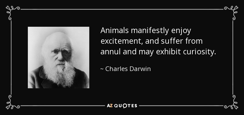 Animals manifestly enjoy excitement, and suffer from annul and may exhibit curiosity. - Charles Darwin