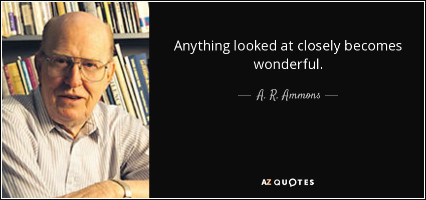 Anything looked at closely becomes wonderful. - A. R. Ammons