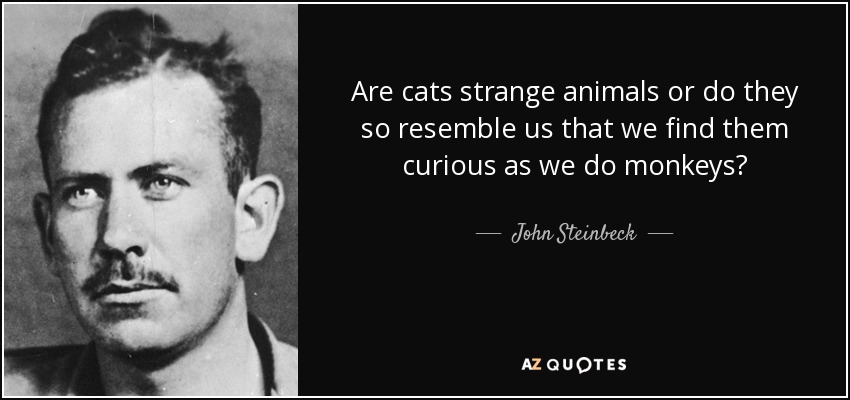 Are cats strange animals or do they so resemble us that we find them curious as we do monkeys? - John Steinbeck