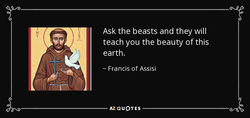 Ask the beasts and they will teach you the beauty of this earth. - Francis of Assisi