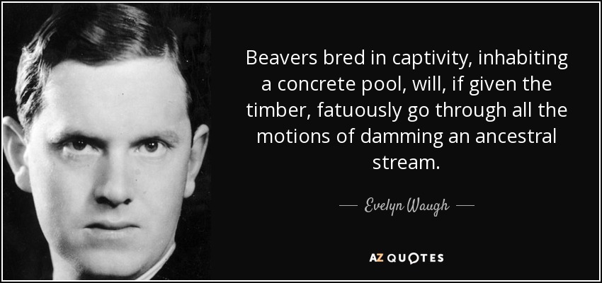Beavers bred in captivity, inhabiting a concrete pool, will, if given the timber, fatuously go through all the motions of damming an ancestral stream. - Evelyn Waugh