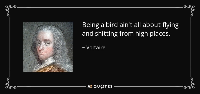 Being a bird ain't all about flying and shitting from high places. - Voltaire
