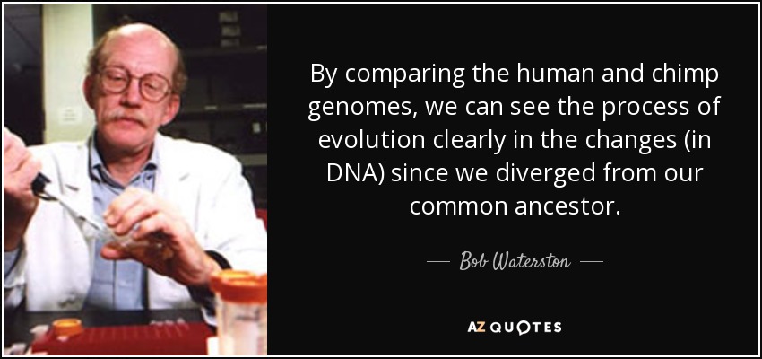 By comparing the human and chimp genomes, we can see the process of evolution clearly in the changes (in DNA) since we diverged from our common ancestor. - Bob Waterston