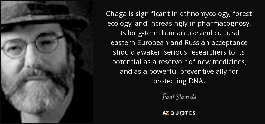 Chaga is significant in ethnomycology, forest ecology, and increasingly in pharmacognosy. Its long-term human use and cultural eastern European and Russian acceptance should awaken serious researchers to its potential as a reservoir of new medicines, and as a powerful preventive ally for protecting DNA. - Paul Stamets