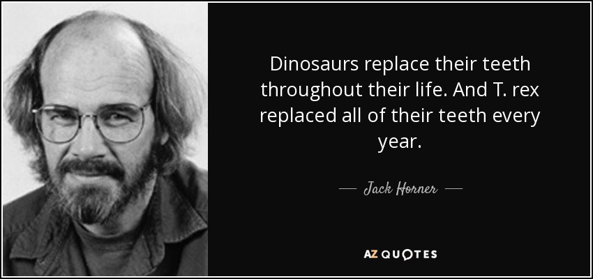 Dinosaurs replace their teeth throughout their life. And T. rex replaced all of their teeth every year. - Jack Horner