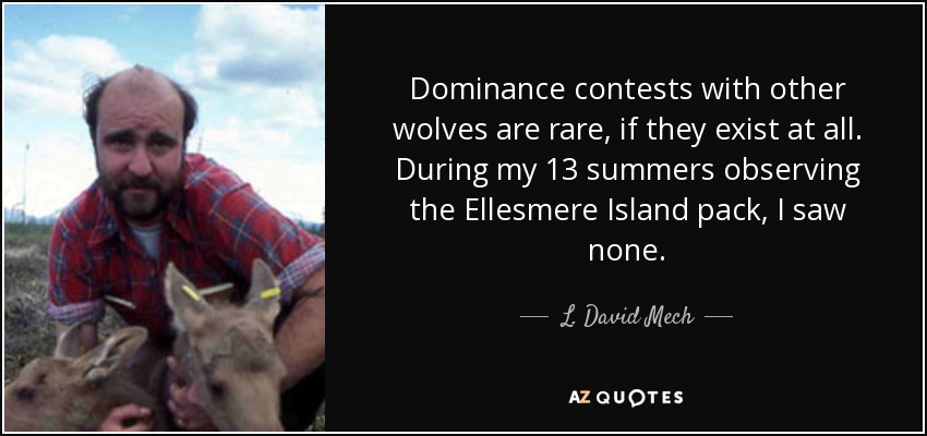 Dominance contests with other wolves are rare, if they exist at all. During my 13 summers observing the Ellesmere Island pack, I saw none. - L. David Mech