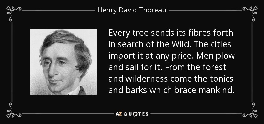 Every tree sends its fibres forth in search of the Wild. The cities import it at any price. Men plow and sail for it. From the forest and wilderness come the tonics and barks which brace mankind. - Henry David Thoreau