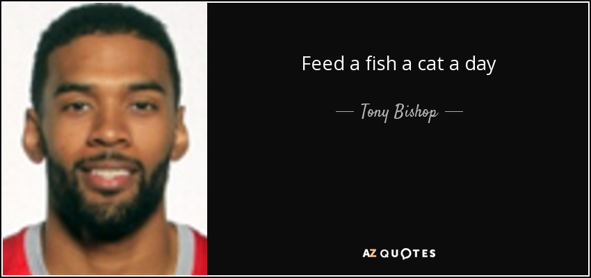 Feed a fish a cat a day - Tony Bishop