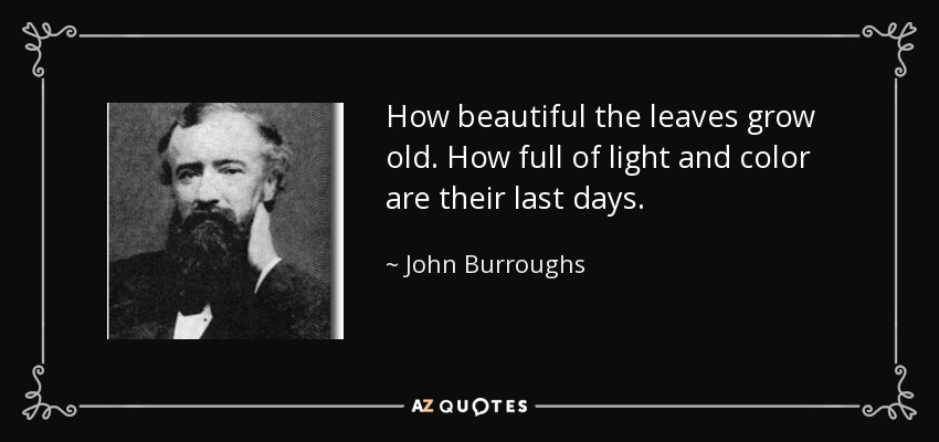 How beautiful the leaves grow old. How full of light and color are their last days. - John Burroughs