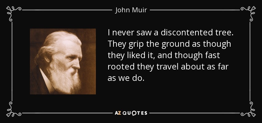 I never saw a discontented tree. They grip the ground as though they liked it, and though fast rooted they travel about as far as we do. - John Muir