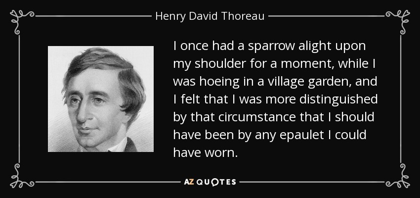 I once had a sparrow alight upon my shoulder for a moment, while I was hoeing in a village garden, and I felt that I was more distinguished by that circumstance that I should have been by any epaulet I could have worn. - Henry David Thoreau
