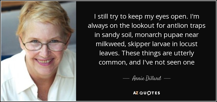I still try to keep my eyes open. I'm always on the lookout for antlion traps in sandy soil, monarch pupae near milkweed, skipper larvae in locust leaves. These things are utterly common, and I've not seen one - Annie Dillard
