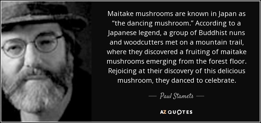 Maitake mushrooms are known in Japan as “the dancing mushroom.” According to a Japanese legend, a group of Buddhist nuns and woodcutters met on a mountain trail, where they discovered a fruiting of maitake mushrooms emerging from the forest floor. Rejoicing at their discovery of this delicious mushroom, they danced to celebrate. - Paul Stamets