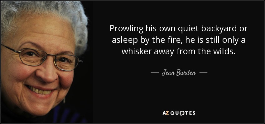 Prowling his own quiet backyard or asleep by the fire, he is still only a whisker away from the wilds. - Jean Burden