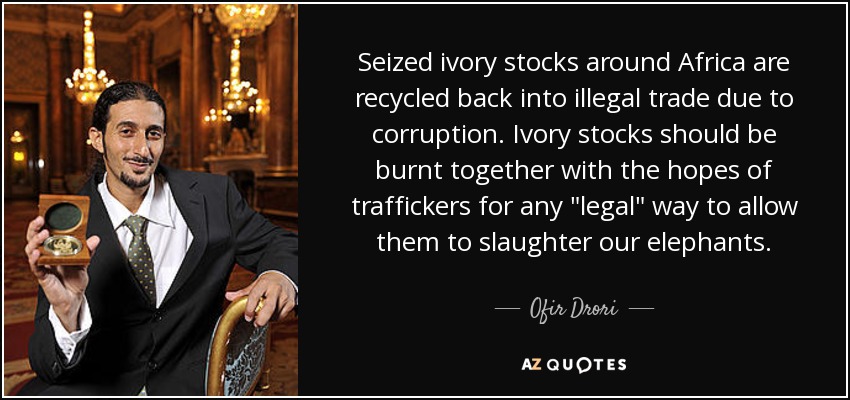 Seized ivory stocks around Africa are recycled back into illegal trade due to corruption. Ivory stocks should be burnt together with the hopes of traffickers for any 