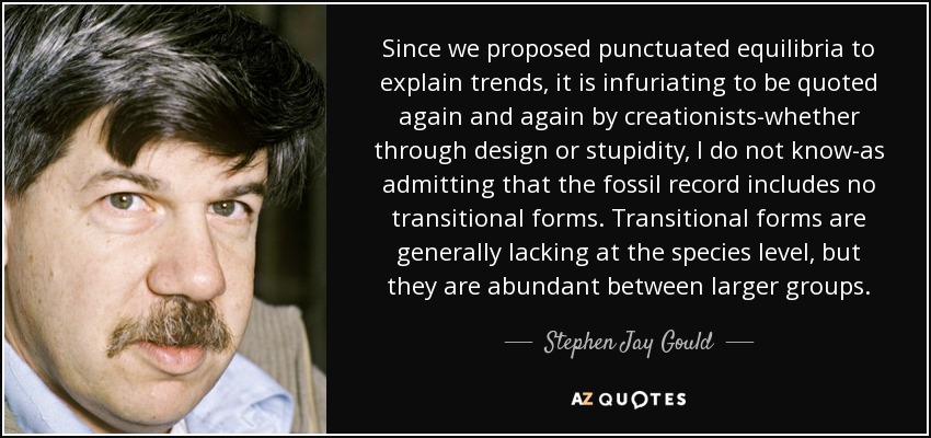 Since we proposed punctuated equilibria to explain trends, it is infuriating to be quoted again and again by creationists-whether through design or stupidity, I do not know-as admitting that the fossil record includes no transitional forms. Transitional forms are generally lacking at the species level, but they are abundant between larger groups. - Stephen Jay Gould