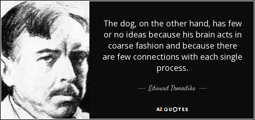 The dog, on the other hand, has few or no ideas because his brain acts in coarse fashion and because there are few connections with each single process. - Edward Thorndike
