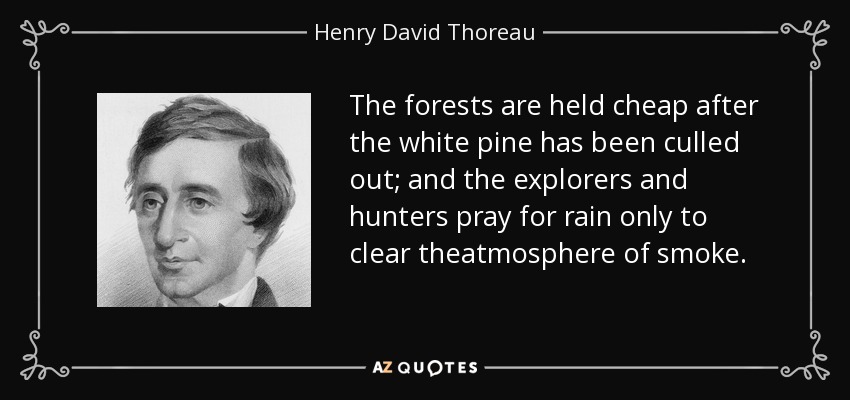 The forests are held cheap after the white pine has been culled out; and the explorers and hunters pray for rain only to clear theatmosphere of smoke. - Henry David Thoreau