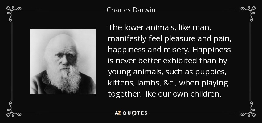 The lower animals, like man, manifestly feel pleasure and pain, happiness and misery. Happiness is never better exhibited than by young animals, such as puppies, kittens, lambs, &c., when playing together, like our own children. - Charles Darwin