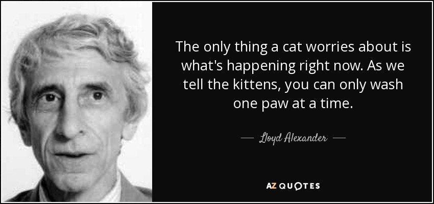 The only thing a cat worries about is what's happening right now. As we tell the kittens, you can only wash one paw at a time. - Lloyd Alexander