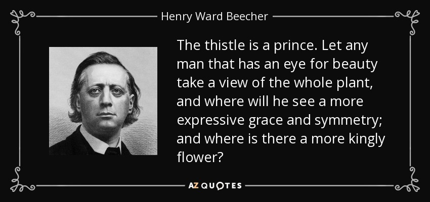 The thistle is a prince. Let any man that has an eye for beauty take a view of the whole plant, and where will he see a more expressive grace and symmetry; and where is there a more kingly flower? - Henry Ward Beecher