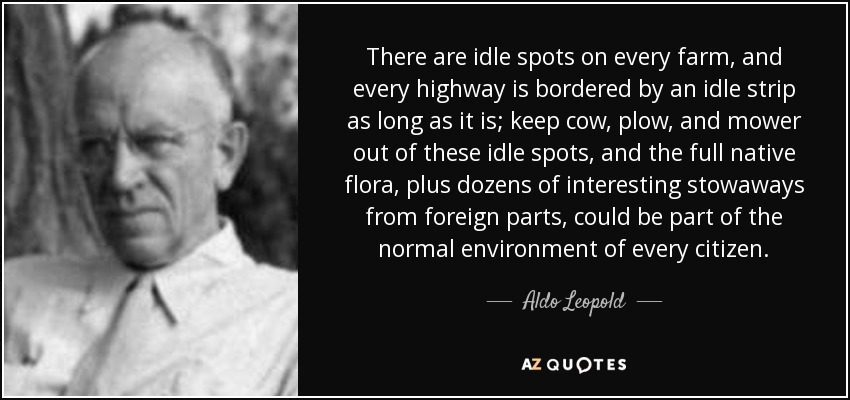 There are idle spots on every farm, and every highway is bordered by an idle strip as long as it is; keep cow, plow, and mower out of these idle spots, and the full native flora, plus dozens of interesting stowaways from foreign parts, could be part of the normal environment of every citizen. - Aldo Leopold