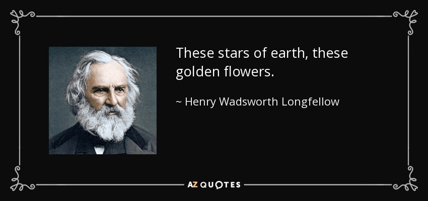 These stars of earth, these golden flowers. - Henry Wadsworth Longfellow