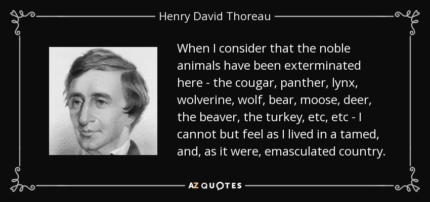 When I consider that the noble animals have been exterminated here - the cougar, panther, lynx, wolverine, wolf, bear, moose, deer, the beaver, the turkey, etc, etc - I cannot but feel as I lived in a tamed, and, as it were, emasculated country. - Henry David Thoreau
