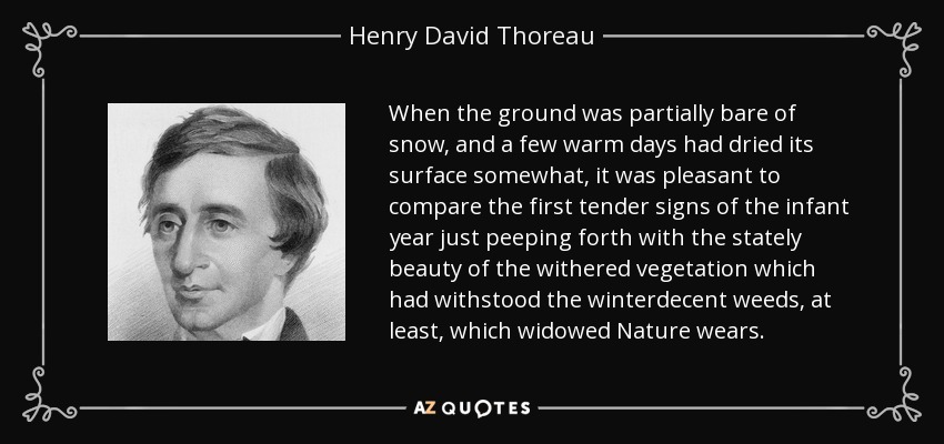 When the ground was partially bare of snow, and a few warm days had dried its surface somewhat, it was pleasant to compare the first tender signs of the infant year just peeping forth with the stately beauty of the withered vegetation which had withstood the winterdecent weeds, at least, which widowed Nature wears. - Henry David Thoreau