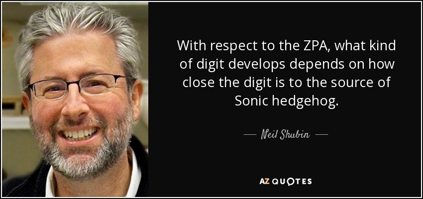 With respect to the ZPA, what kind of digit develops depends on how close the digit is to the source of Sonic hedgehog. - Neil Shubin