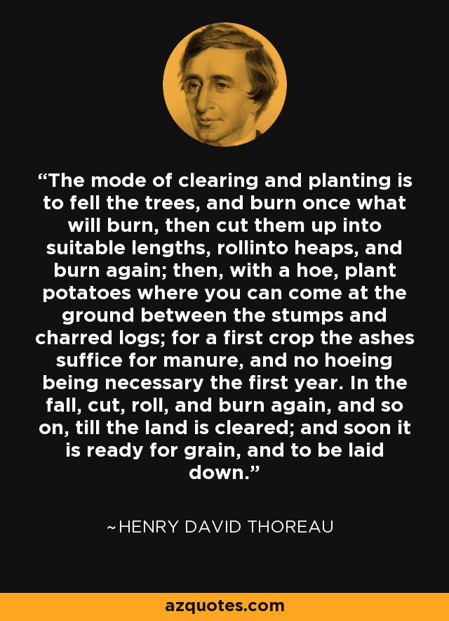 The mode of clearing and planting is to fell the trees, and burn once what will burn, then cut them up into suitable lengths, rollinto heaps, and burn again; then, with a hoe, plant potatoes where you can come at the ground between the stumps and charred logs; for a first crop the ashes suffice for manure, and no hoeing being necessary the first year. In the fall, cut, roll, and burn again, and so on, till the land is cleared; and soon it is ready for grain, and to be laid down. - Henry David Thoreau